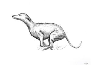 dog ink drawing for sale by Dario Moschetta – detailed full view of a greyhound in black ink on white paper